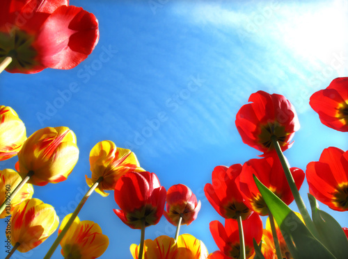 Spring flowers, tulip