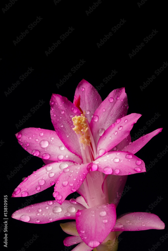 Flower of cactus Flower of cactus