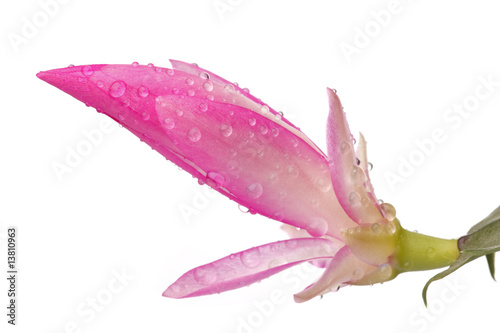 Bud of flower