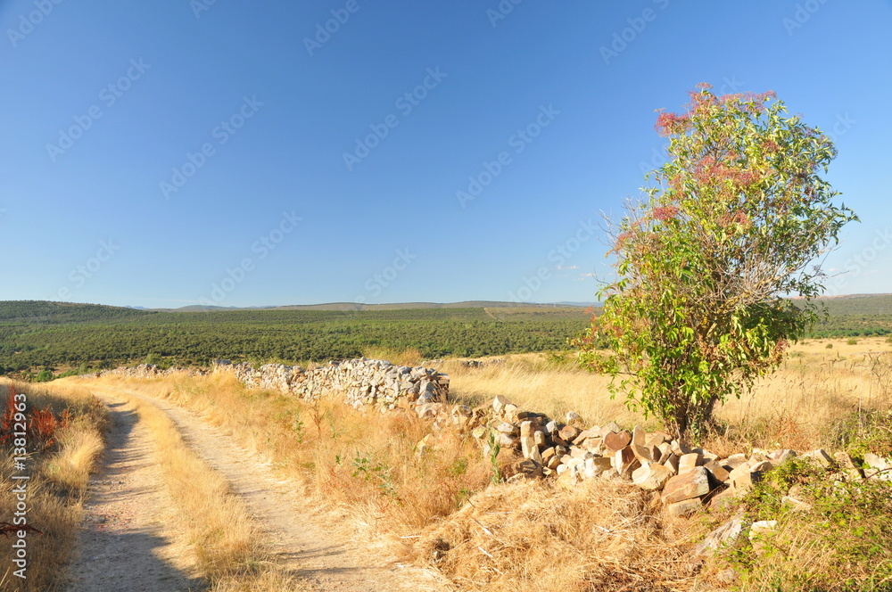Fototapeta premium dirt road and forest highlands