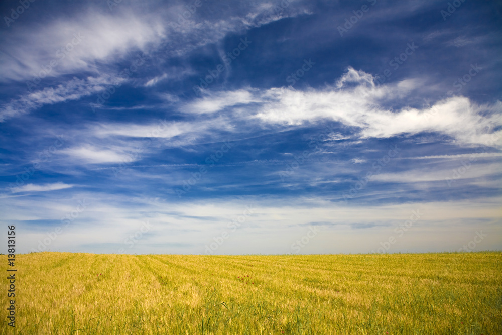 Field in a beautiful sunny day- Alentejo - Portugal