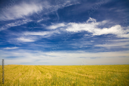 Field in a beautiful sunny day- Alentejo - Portugal