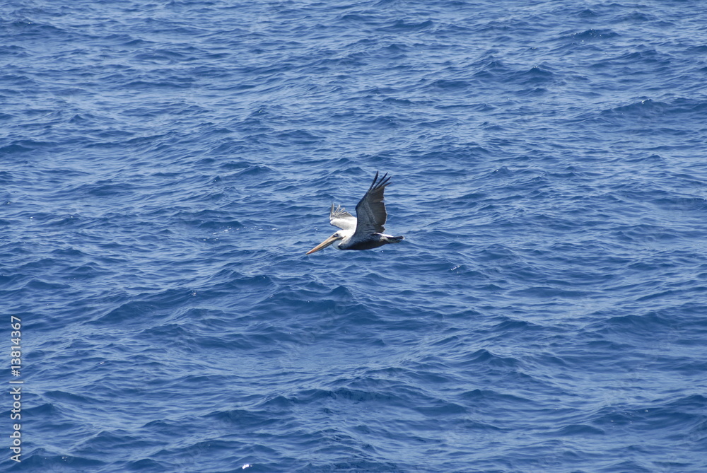 Naklejka premium ペリカン