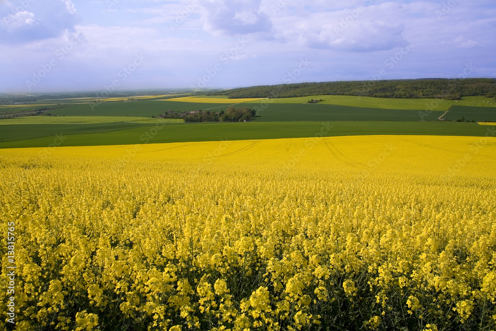 Panoramic view of rapeseed field and green meadows