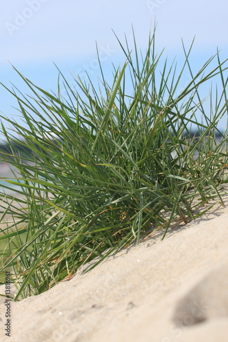Grass on Beach