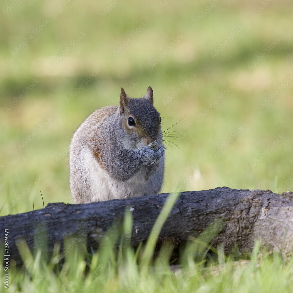 high squirrel high squirrel