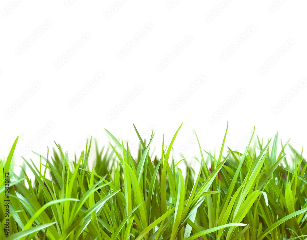green grass background green grass background