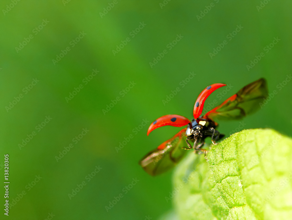 Naklejka premium Ladybug sitting on a green leaf.