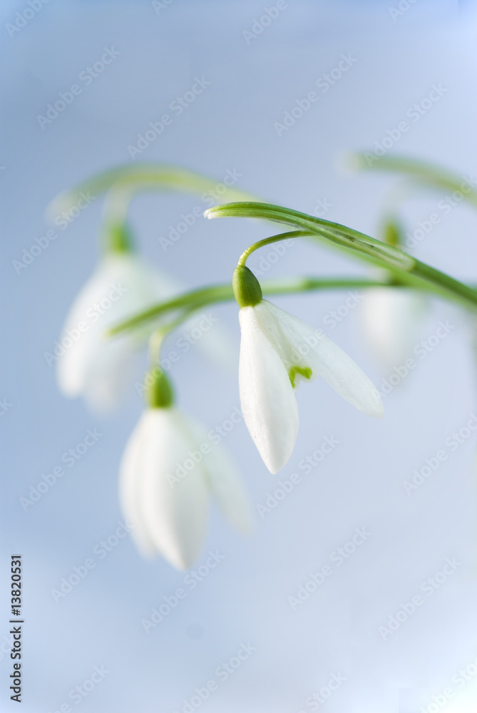 snowdrops