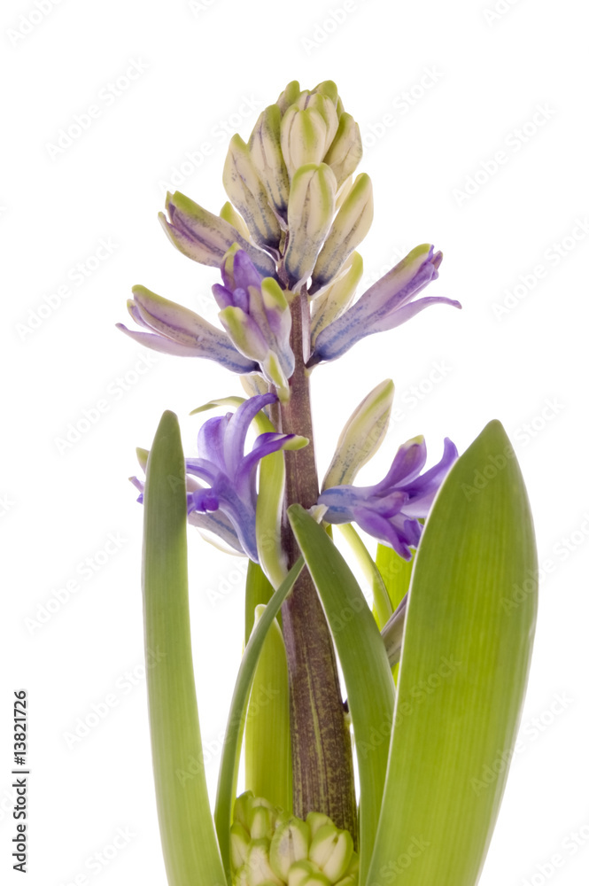Obraz premium spring hyacinth
