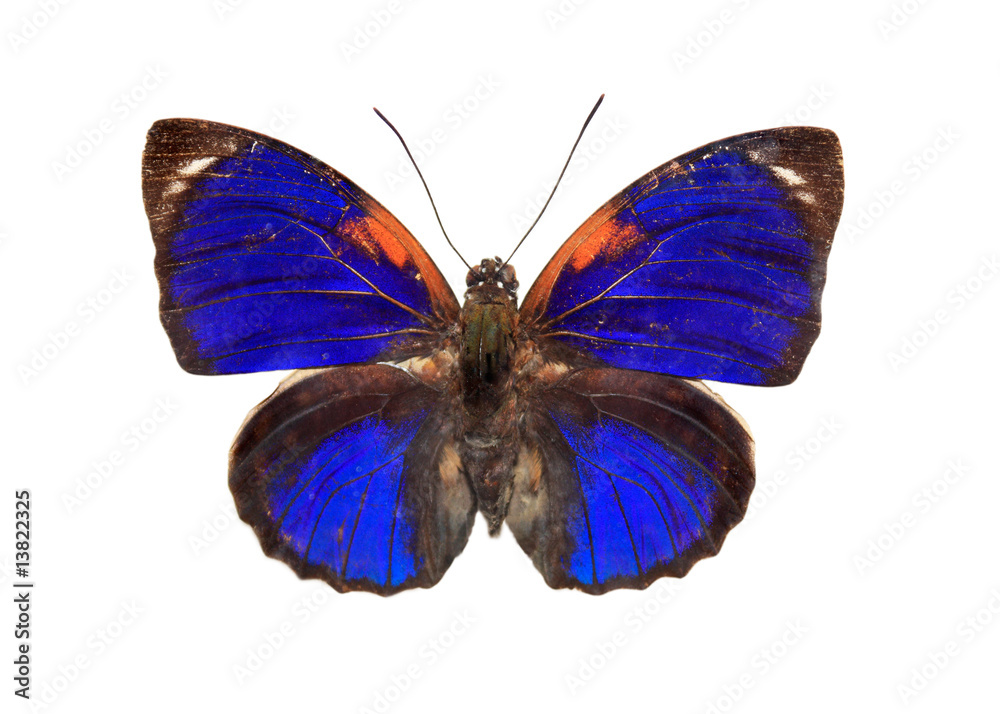 Fototapeta premium Blue butterfly