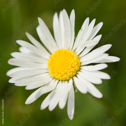 daisy © Gabees