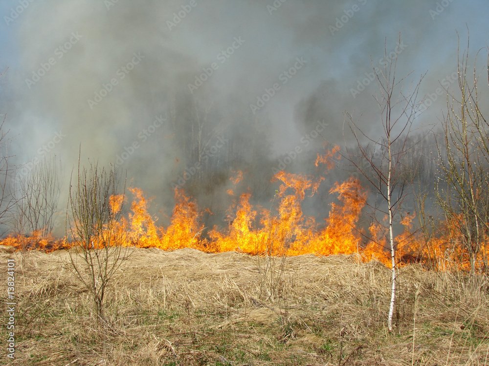 wildfire at the springtime