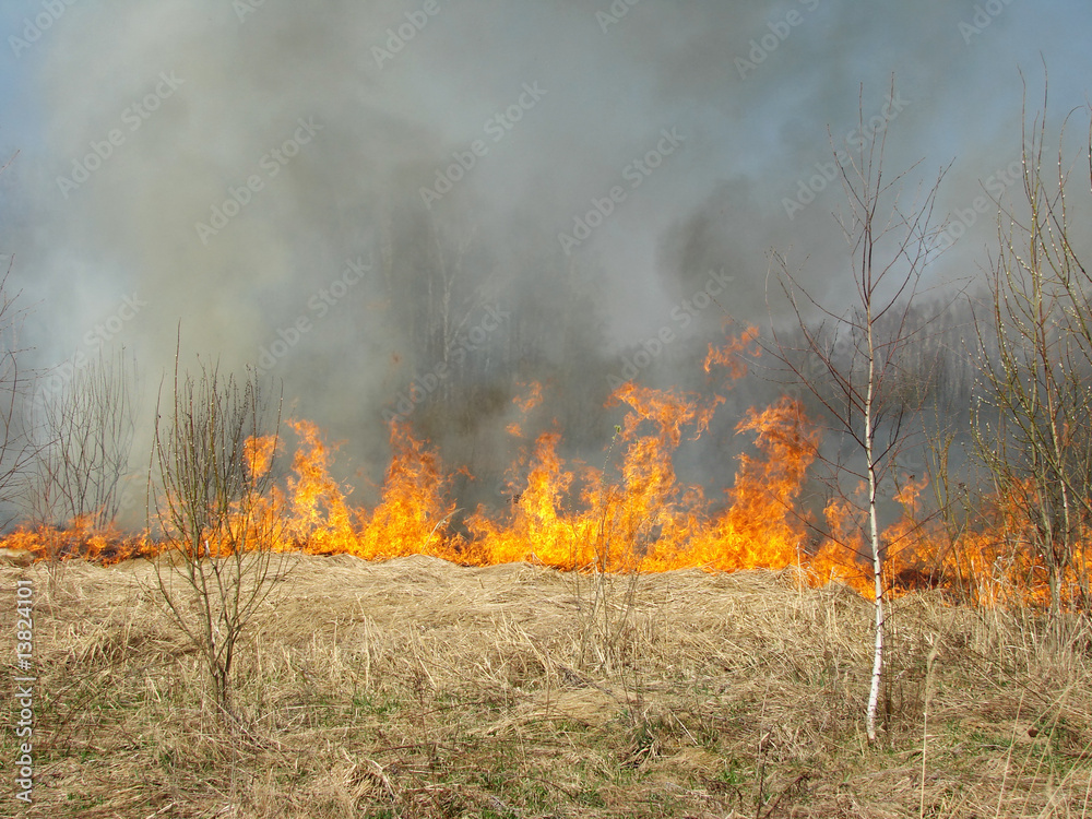Fototapeta premium wildfire at the springtime