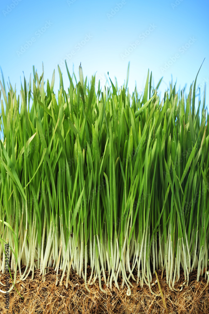 Obraz premium Grass