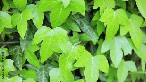 Wallpaper Mural Ivy leaves Torontodigital.ca