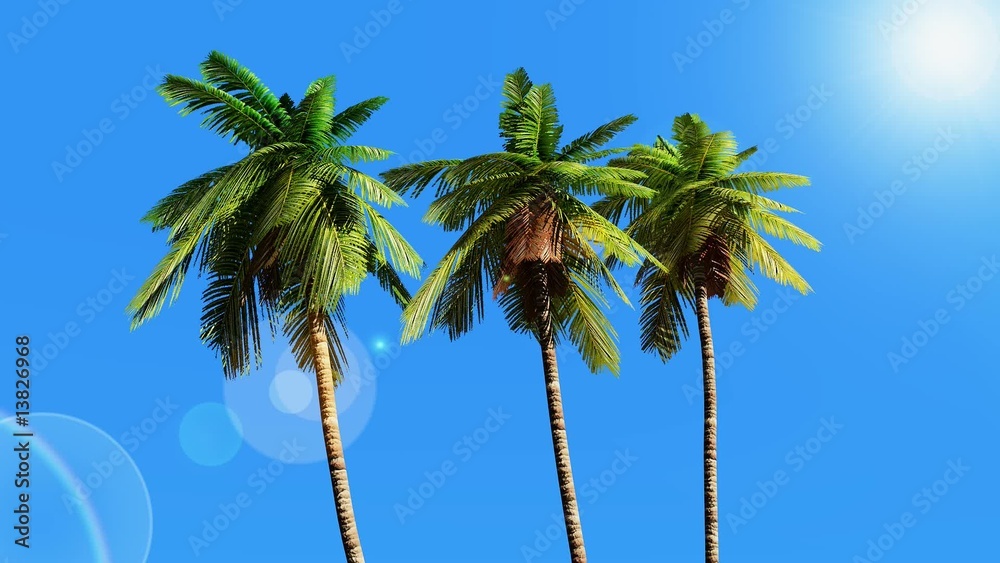 Tropical