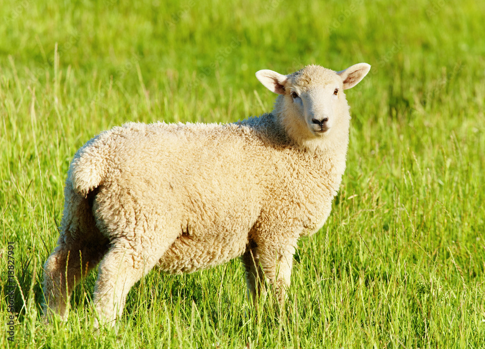 Obraz premium Jagnięcina