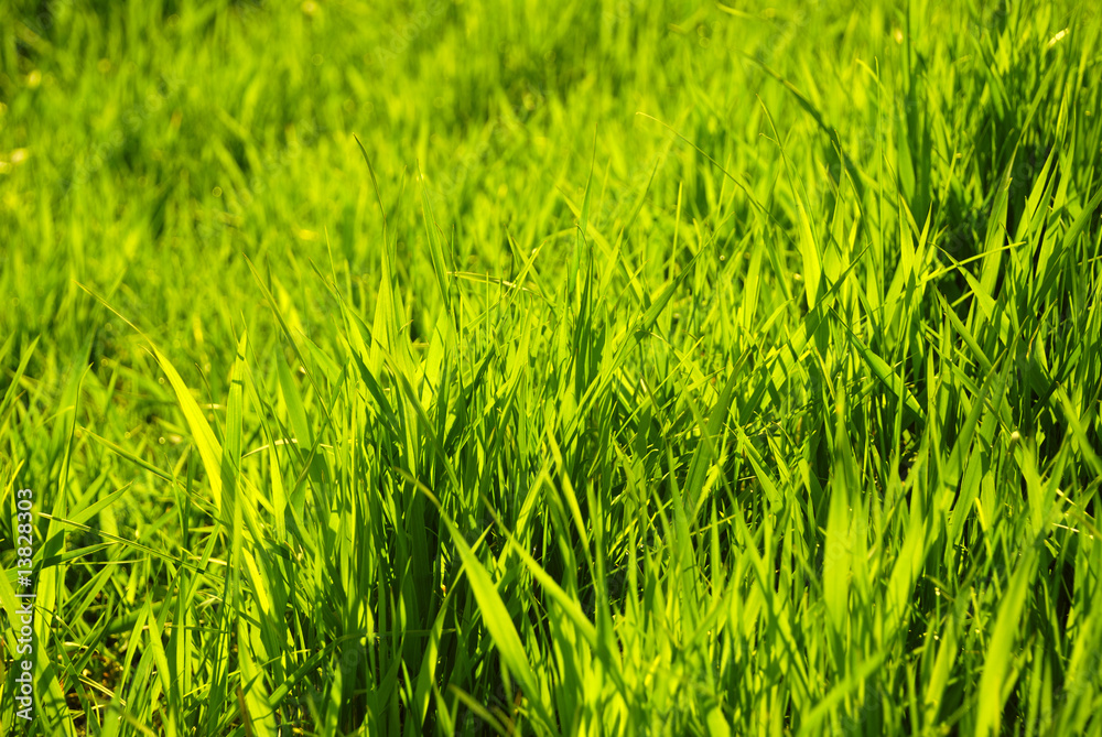 The sunlight shines a grass through The sunlight shines a grass through
