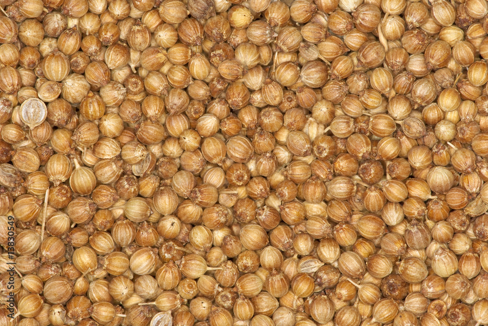 Coriander seeds spice background Coriander seeds spice background