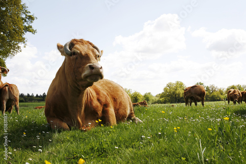 Vache photo