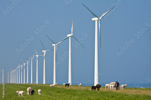 Windmills and sheep in the Netherlands