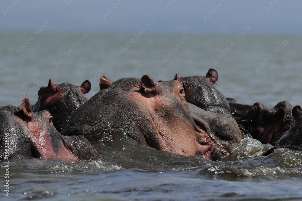 Hippo (Hippopotamus amphibius) at Naivasha Lake, Kenya Hippo (Hippopotamus amphibius) at Naivasha Lake, Kenya