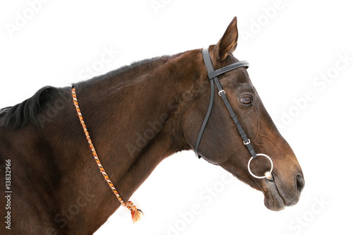 purebred achal-teke stallio...