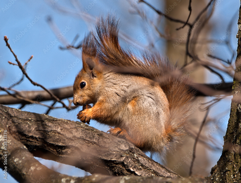 Fototapeta premium SQUIRREL
