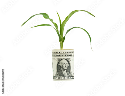 Fotografie Wheat growing from folded dollar bill