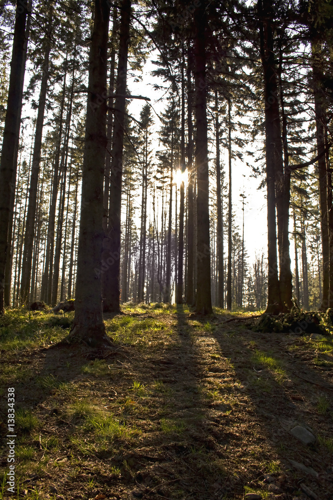 Obraz premium sun in forest