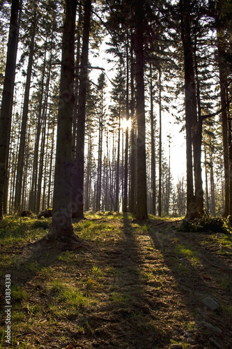 Fototapeta Naklejka Na Ścianę i Meble -  sun in forest