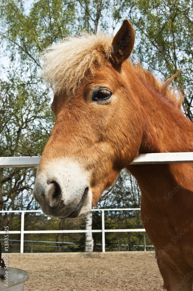 Fototapeta premium Nice fjord horse