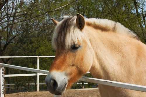 Nice fjord horse