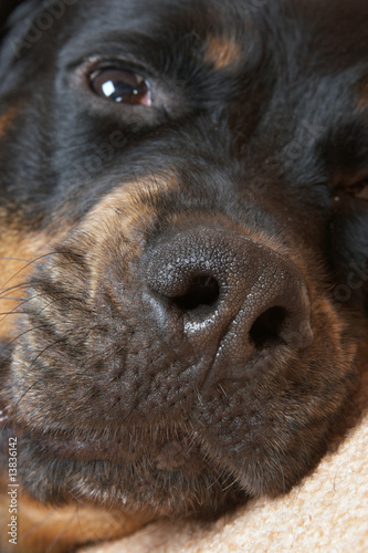 Female of a dog of breed a Rottweiler against snow. 6 years