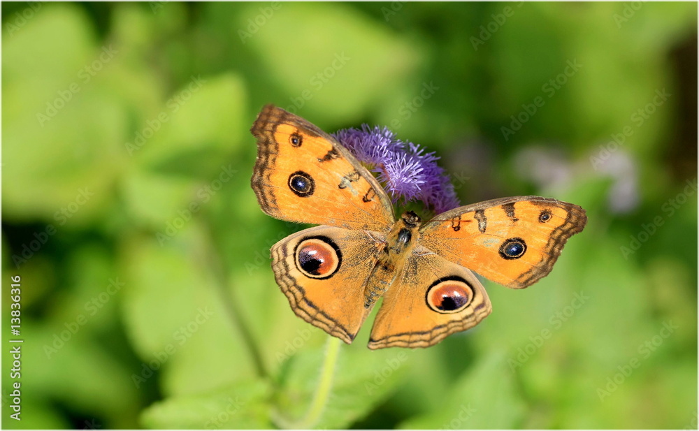 Obraz premium 蝶(タテハモドキ)