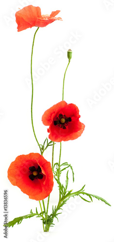 fleurs des champs - coquelicots détourés sur fond blanc
