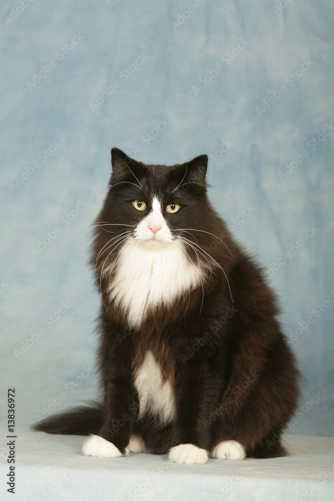 43 Best Chat Noir Et Blanc Images Stock Photos Vectors Adobe Stock