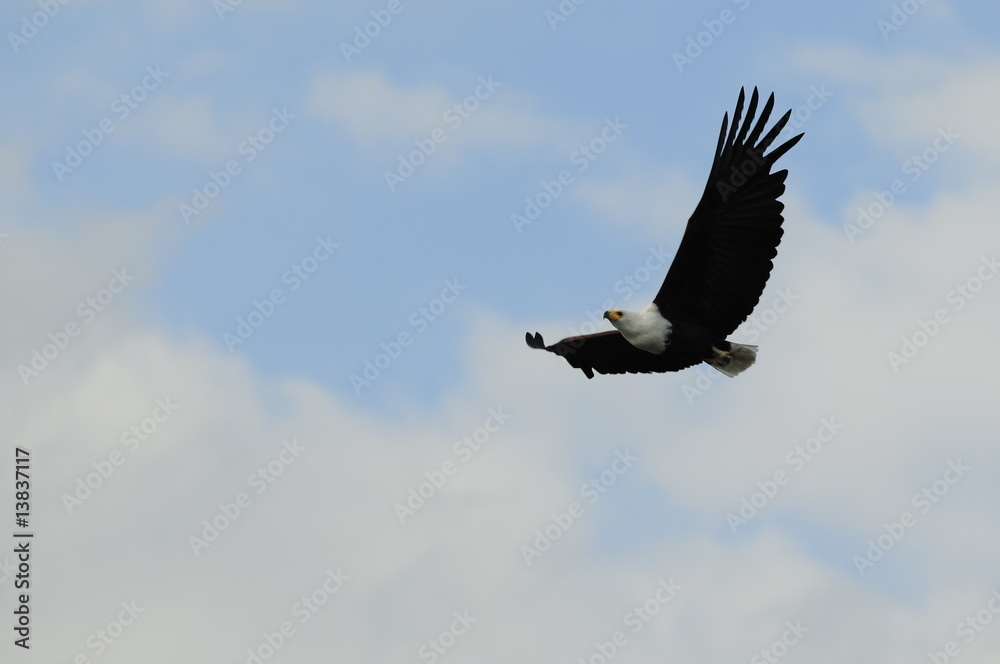 Obraz premium African fish eagle, Haliaeetus vociferoides in flight, Naivasha