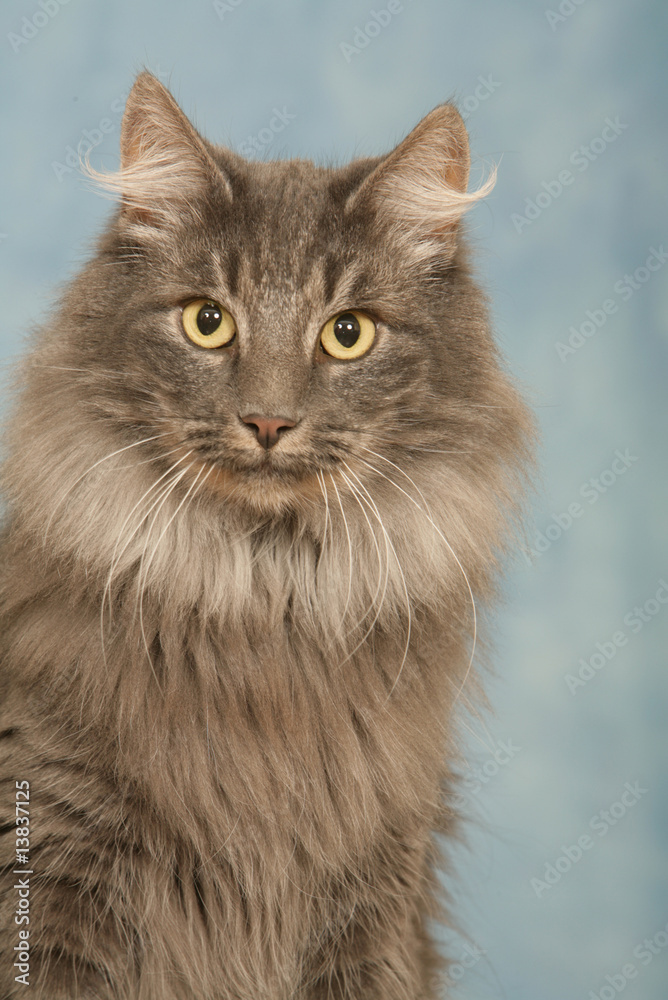 chat des forêts norvégiennes au beau poil gris - charme chic