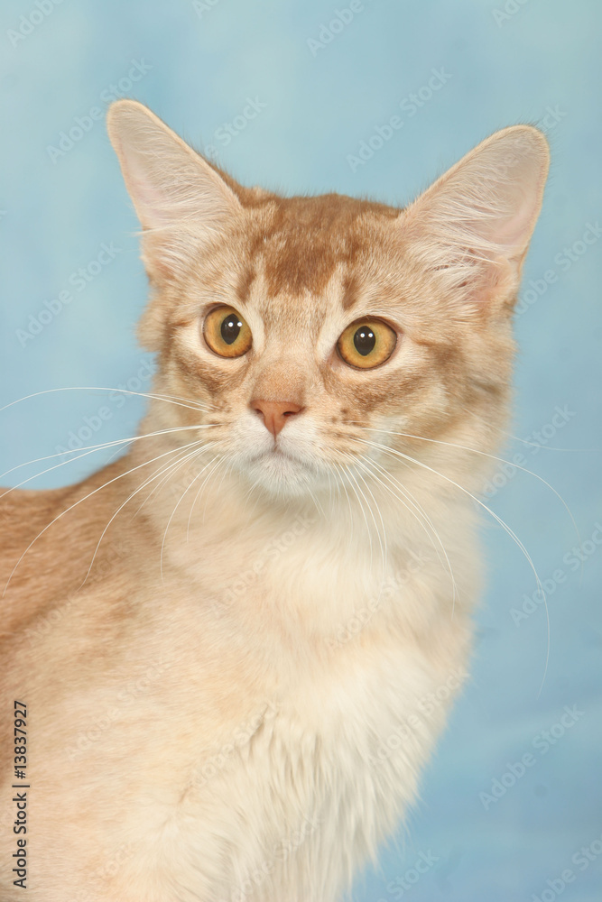 portrait de chat somali roux et blanc de trois quart