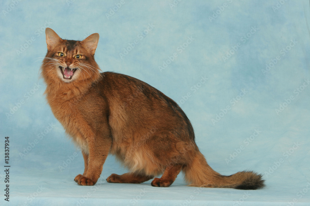 17 Best Chat Debout Images Stock Photos Vectors Adobe Stock