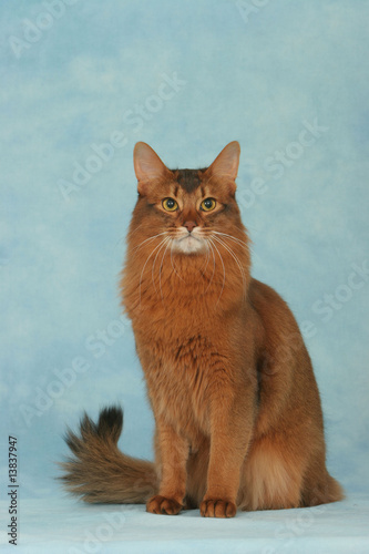 chat somali assis de face queue en panache - studio,fond bleu