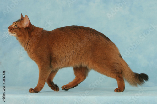 Foto chat somali roux de profil en studio sur fond bleu - allure