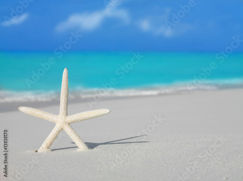 star fish