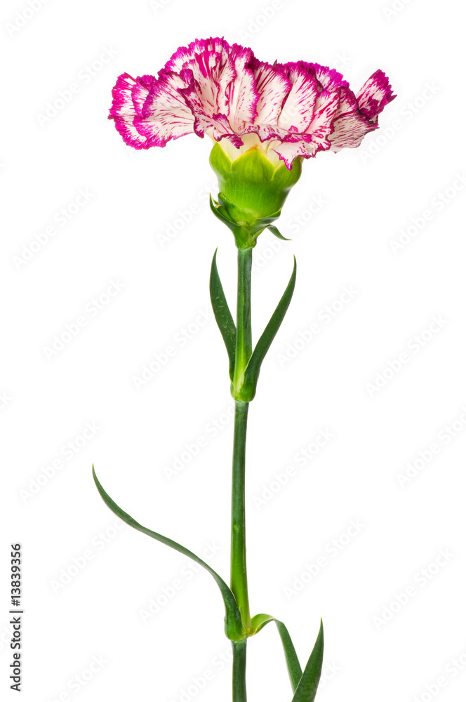 Red carnation isolated on the white background Red carnation isolated on the white background