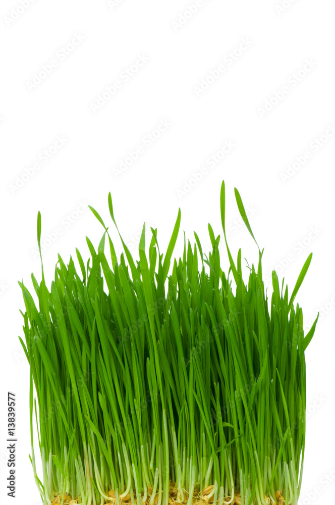 Green glass isolated on the white background Green glass isolated on the white background