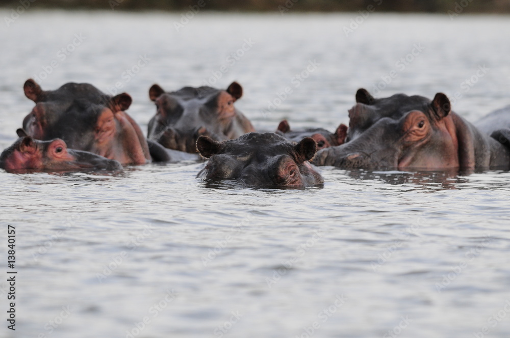 Fototapeta premium Hippo (Hippopotamus amphibius) at Naivasha Lake, Kenya