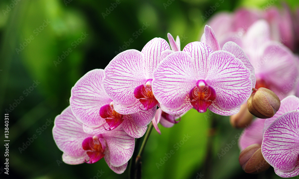 Blütenreihe einer Phalaenopsis-Orchidee - obrazy, fototapety, plakaty 