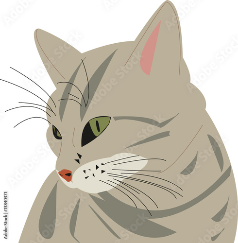 Hauskatze